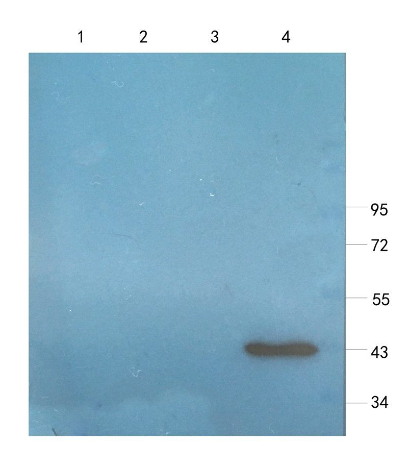 CD34 antibody