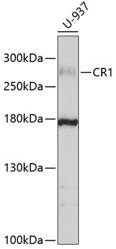 CD35 antibody