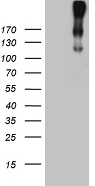 CR1 Antibody