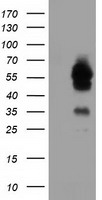CD36 Antibody