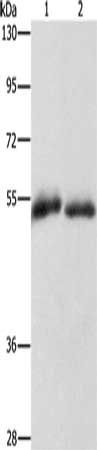 CD36 Antibody