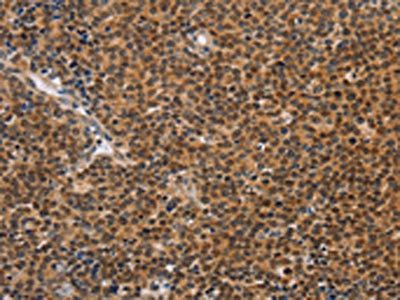 CD36 antibody