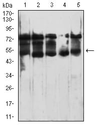 CD364 Antibody