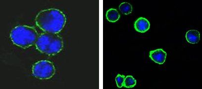 CD37 Antibody