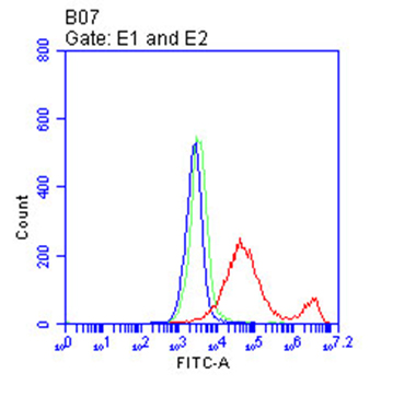 CD38 Antibody