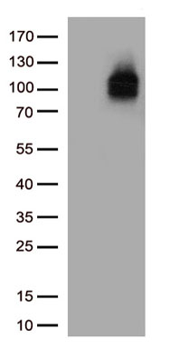 CD38 Antibody
