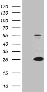 CD38 Antibody