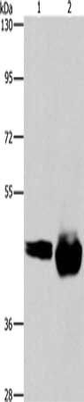 CD38 antibody