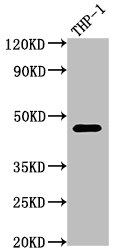 CD38 antibody