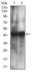 CD38 Antibody