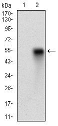 CD38 Antibody