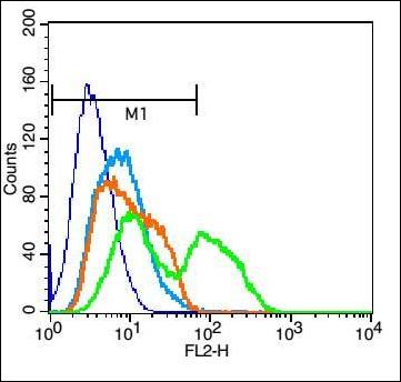 ENTPD1/CD39 Rabbit Polyclonal Antibody