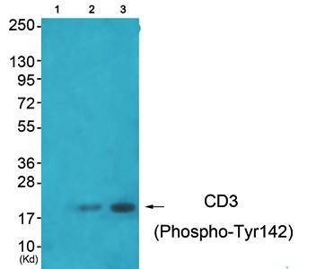 CD3 zeta (phospho-Tyr142) antibody