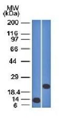 CD3e (T-Cell Marker) Antibody