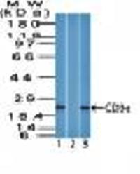 CD3E antibody