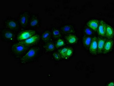 CD3E Antibody
