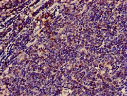 CD3E Antibody
