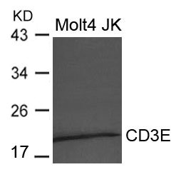 CD3E Antibody