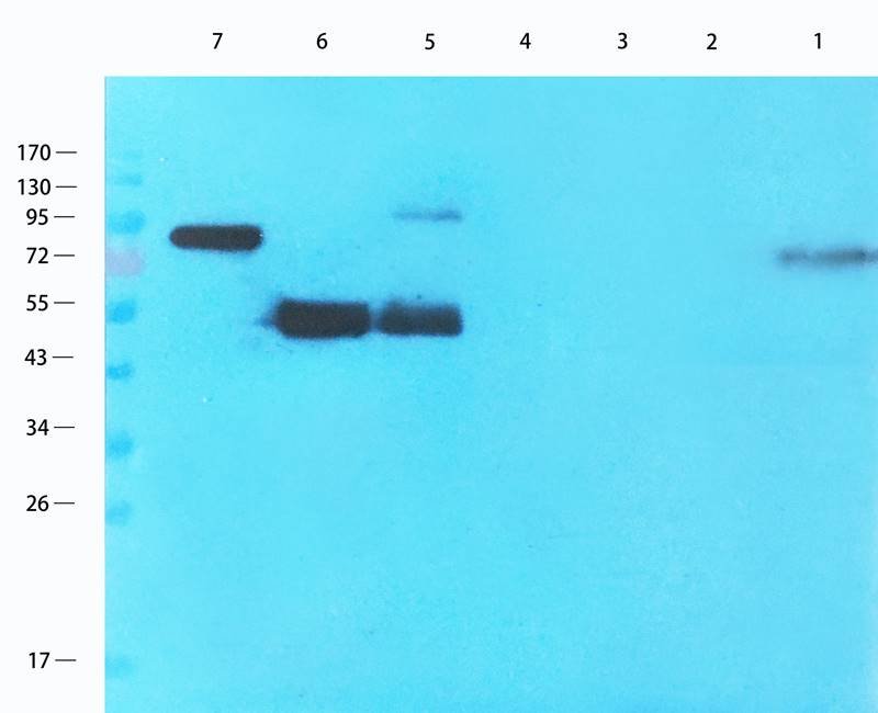 CD3E antibody