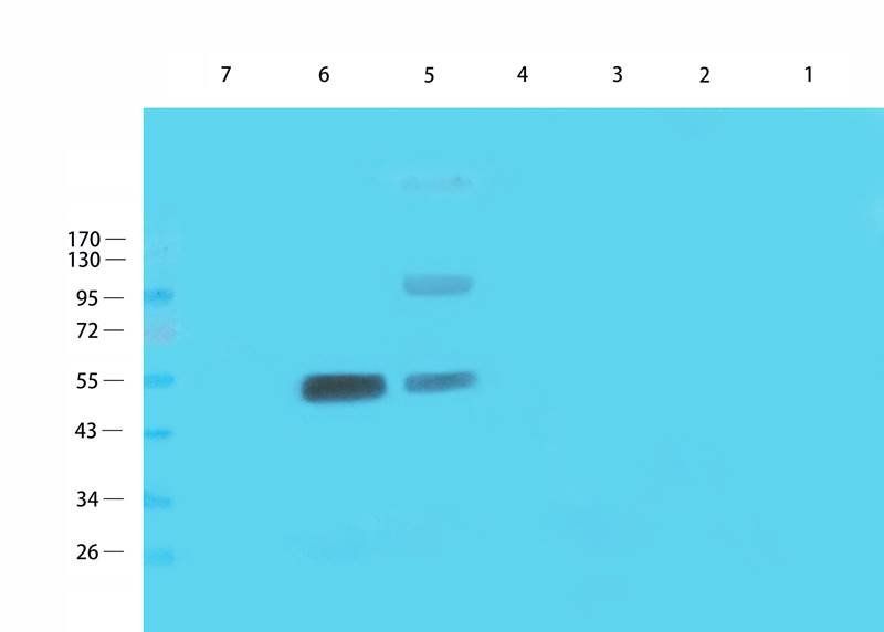 CD3E antibody