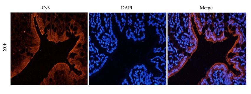 CD3E antibody