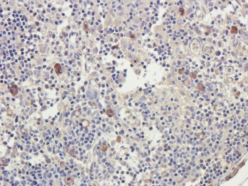 CD3E antibody