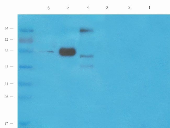 CD3E antibody