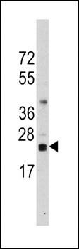CD3 antibody