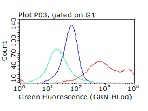 CD40 Antibody