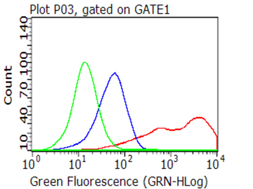 CD40 Antibody