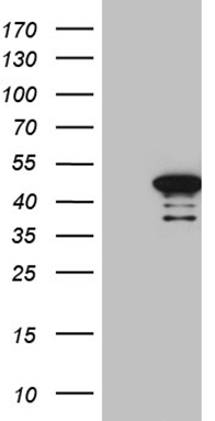 CD40 Antibody