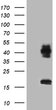 CD40 Antibody