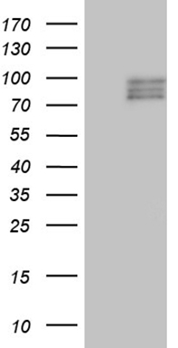 CD40 Antibody