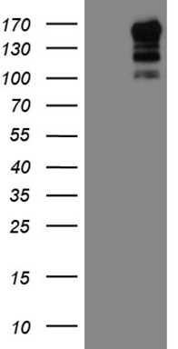 CD40 Antibody