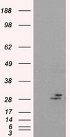 CD40 Antibody