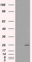 CD40 Antibody