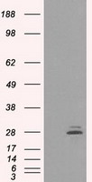 CD40 Antibody