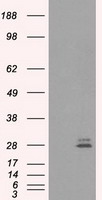 CD40 Antibody