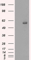 CD40 Antibody