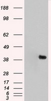 CD40 Antibody