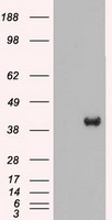 CD40 Antibody
