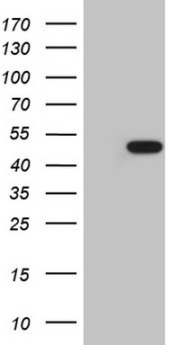 CD40 Antibody