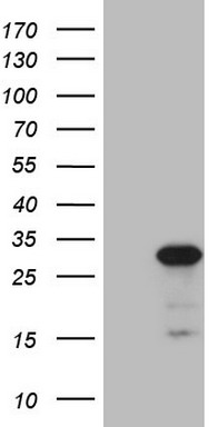 CD40 Antibody