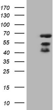CD40 Antibody