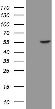 CD40 Antibody