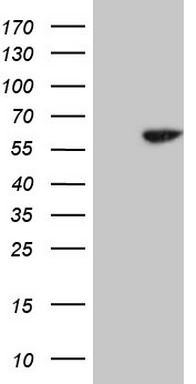 CD40 Antibody