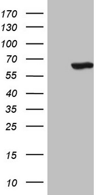 CD40 Antibody