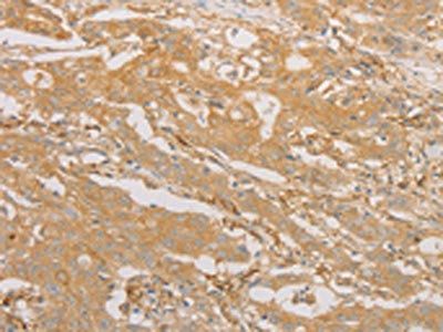 CD40 Antibody