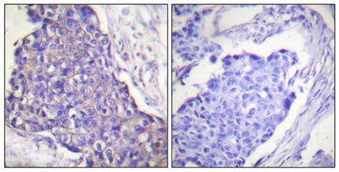 CD40 Antibody