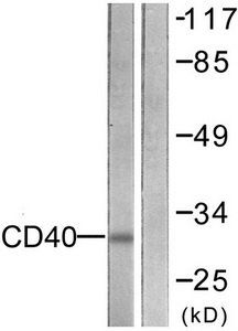 CD40 Antibody